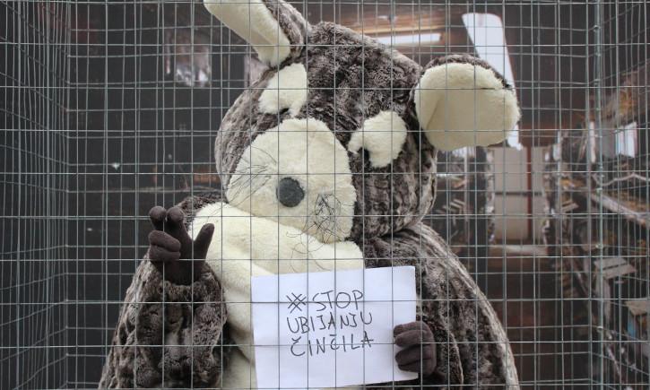 Stop ubijanju činčila